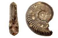 Pseudogrammoceras fallaciosum